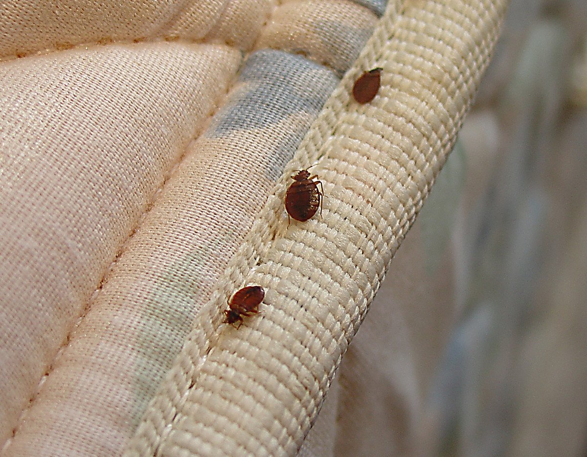 Chinches de cama — picaduras y tratamiento